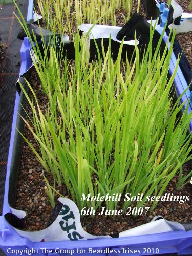 08 Molehill Soil sdgs 6.6.2007